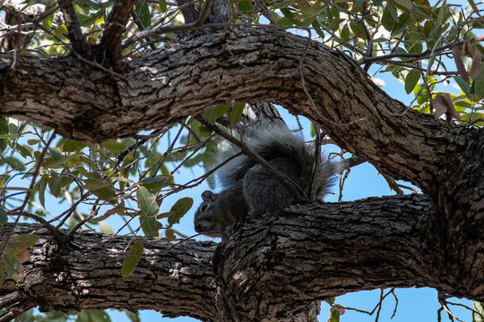 Arizona Gray Squirrel in Tree