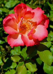 A delicate red and white rose in a sunny garden. 