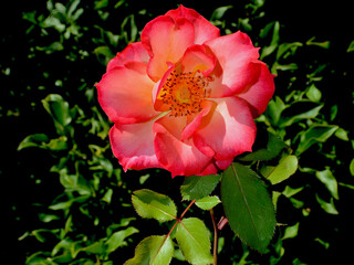 A delicate red and white rose in a sunny garden. 