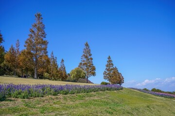 秋晴れの公園に広がるメタセコイアの紅葉とブルーサルビアの花畑
