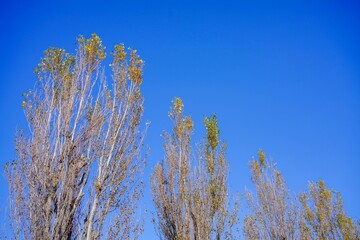 澄み渡る青空と秋の訪れを感じさせる高いポプラの木々