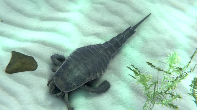 An animation of Sea Scorpion (Eurypterid) exploring a seafloor