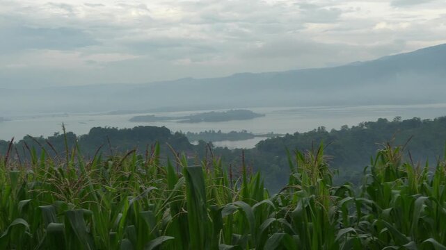 Scenic view of Jatigede Lake at dawn with a cornfield in the foreground and misty mountains in Sumedang, Indonesia.