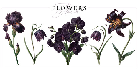 Obraz premium Black flowers isolated on a white background. Vintage painting style illustration.