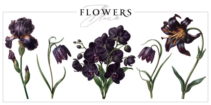 Black flowers isolated on a white background. Vintage painting style illustration.