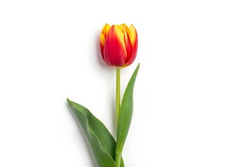 Red and Yellow Tulip on White Background