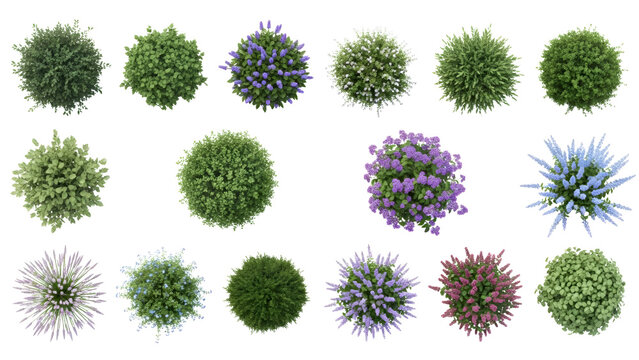 Top View Isolated Plants Bushes Flowers Collection On Black