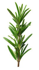 Obraz premium A sprig of fresh rosemary, showing detail of needle-like leaves on a single stem