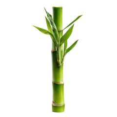 Obraz premium Lush green lucky bamboo stalk with small leaves, isolated against black