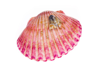 Scallops isolated on a white background