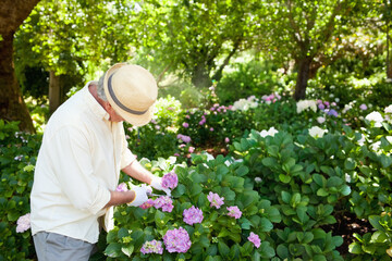 Hydrangea shrubs are blooming pink and purple under leafy tree canopy with dappled sunlight