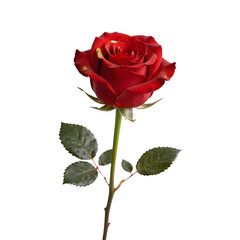 Fototapeta premium A single long-stemmed red rose with leaves, a classic valentine symbol