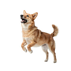 A happy valentine dog playing outside in a joyful jumping stance