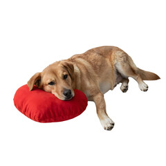 Valentine's dog resting on a red pillow, relaxed, peaceful scene, close-up view