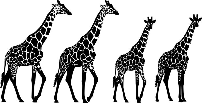 Five giraffes in walking and standing poses, African wildlife silhouettes, black wild animal vector art, flat vector illustration on white background