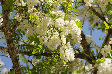 Obraz premium Black locust (lat.- Robinia pseudoacacia)