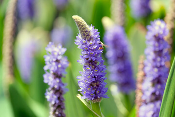 Obraz premium Blooming Pontederia cordata (Latin - Pontederia cordata)