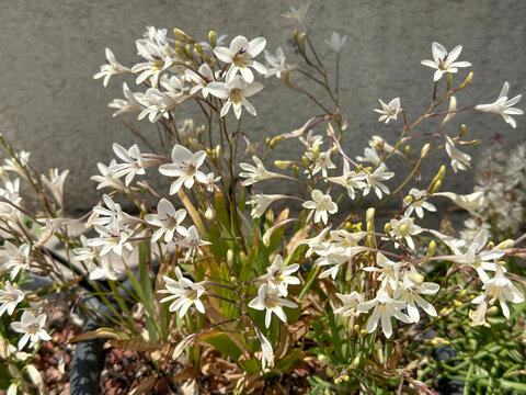 Blossom Tritonia pallida (family Iridaceae)