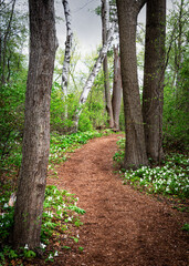 Lush spring woods with white trilliums and walking trail © Mary Struck