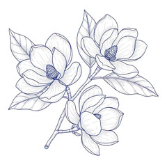 A detailed line drawing of a magnolia branch with flowers and leaves isolated on transparent background