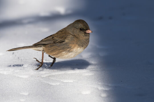 Dark-eyed junco hopping around in the snow.