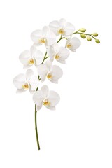 Obraz premium White Moth Orchid Flower Stem Isolated on White Background