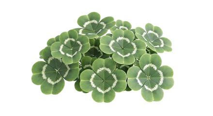 Cluster of Four-Leaf Clovers on White Background