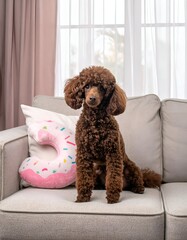 Brown poodle sits on sofa, with a pink donut pillow