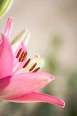 Pink lily flower macro with soft focus and natural background