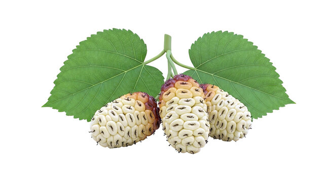 White Mulberry Fruits and Leaves
