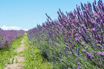 lavender field in Auckland New Zealand