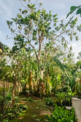 Bananas and Breadfruit Trees After Hurricane Melisa 