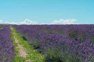 lavender field in Auckland New Zealand