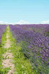 lavender field in Auckland New Zealand