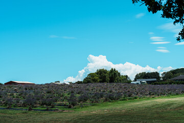 landscape with vineyard and trees