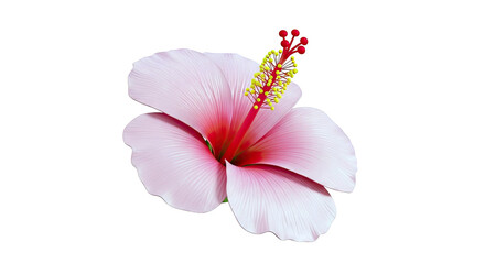 Pink Hibiscus Flower