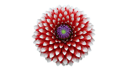 Close-up of a Red and White Dahlia Flower