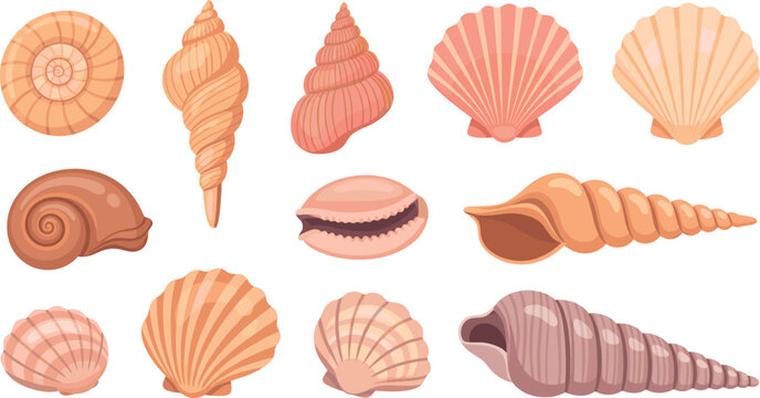 Set of colorful seashells and conch shells in different shapes flat vector illustration