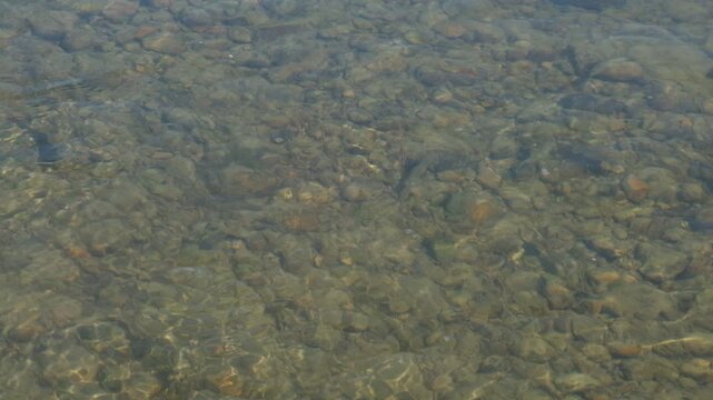 Freshwater fish, shallow of the river, Gudgeon, Gobio fish, dace fish, minnow fish. Biodiversity, aquatic organism. Fragile yet dynamic life of young fish in the river ecosystem, siberian wildlife