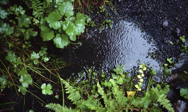 looking down at a puddle, in a rainy forest. raindrops on the ground and plants, wet mossy earth, dark green ferns, black water ripples, and black rocks