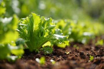 Fresh lettuce plants growing in a sunny garden bed with rich soil