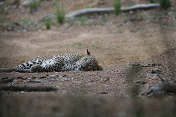 Obraz premium Sri Lankan Leopards in Wilpattu National Park, Sri Lanka 