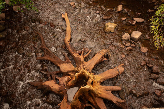 The stump and roots of a dead tree stranded in the middle of a small stream at Granity, Buller District, New Zealand.