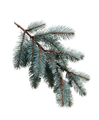 Blue spruce branch with needles, isolated on black background, textured wood