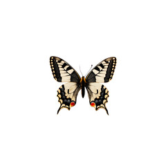 Obraz premium Butterfly with white, black, yellow wings, and red details, against black