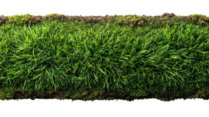 Lush green grass patch with soil edges, isolated on black background