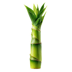 Obraz premium Green bamboo shoot stalk with spiraling leaves on a black background