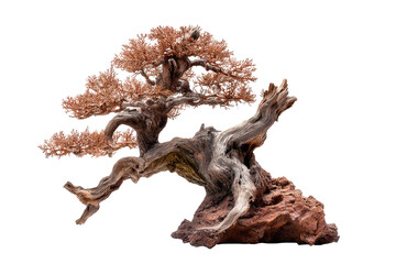 Ancient bonsai-like tree with gnarled trunk and reddish leaves on rock