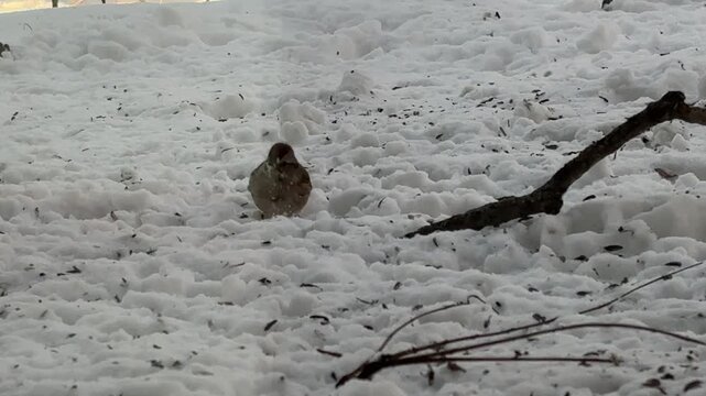 birds foraging in the snow