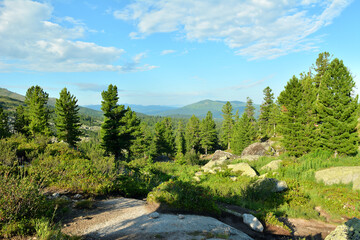 Obraz premium A group of young cedars on a rocky clearing overlooking a picturesque mountain valley on a sunny summer day.